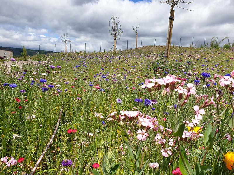 Création d'une prairie fleurie à Riom - Paysagiste